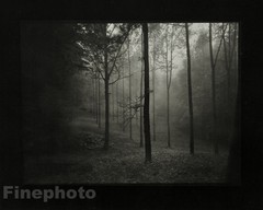 1967/78 Vintage JOSEF SUDEK Czech Photo Gravure Surreal Forest Trees Fine Art