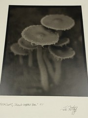 Jim Fitzgerald Mushrooms Skunk Cabbage Trail Signed Photograph Carbon Transfer