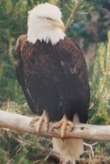 Stunning Bald Eagle Pair Photograph: 16″ x 20″: Very Detailed with Rich Coloring