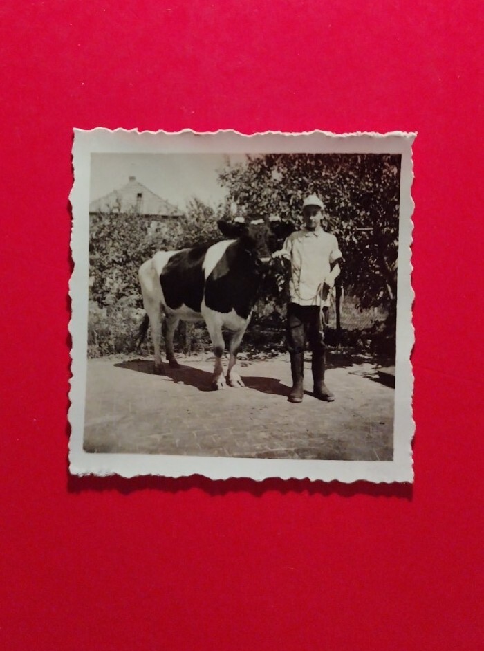 Altes Foto antik Junge Pimpf Boy Kuh cow Tier Bauer Farm Stiefel nice old Photo