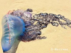 Photography; Florida shores jelly fish are very common all over the beaches.