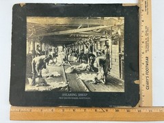 ANTIQUE AGRICULTURAL SHEARING SHEEP.SOUTH WALES, AUSTRALIA. TONED SILVER PRINT.