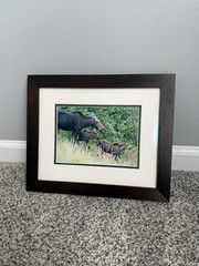 Mother Moose With Calves – Framed Photograph Wall Artwork with Museum Glass