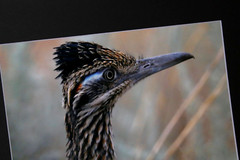 Roadrunner Wildlife Photo 8″ x 10″ in 11″ x 14″ Black Matte Signed by Kim Barry