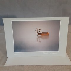 Thomas Mangelsen Images of Nature Photo Card Morning Light Bull Elk – 1986