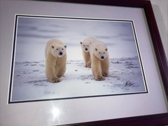 Polar Bear Nature Signed Limited Edition Framed Art Print