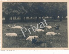 Photo Munich City Center Hirschgarten 1931 L1.71