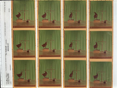 Nitin Vadukul Project 161 Negatives BASELINE Magazine Kodak 160VC Chicken