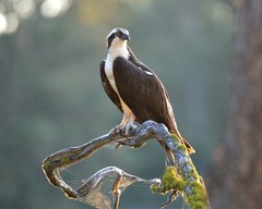 Osprey Wild Bird 8×10 8″x10″ Photograph Print