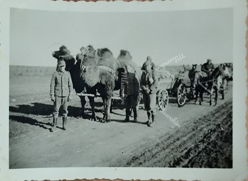 Photo WW2 Soldiers Camel Desert Africa F20
