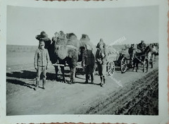 Photo WW2 Soldiers Camel Desert Africa F20