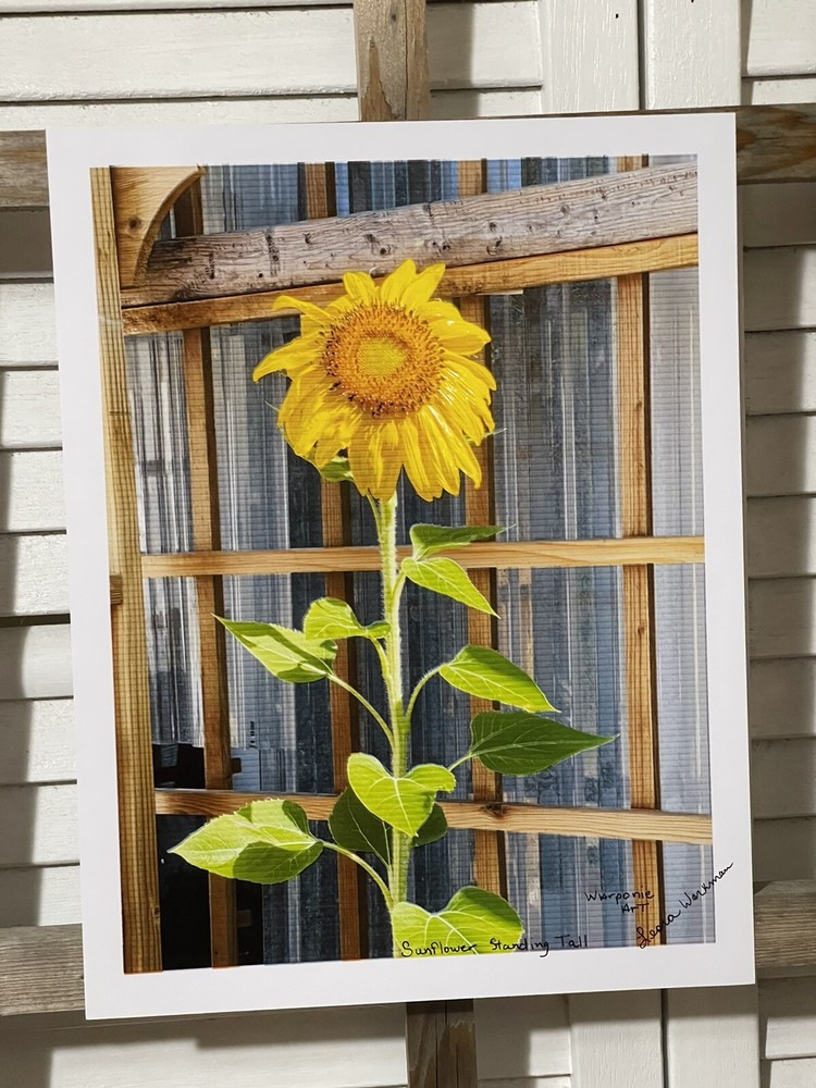 Landscape photograph- Sunflower Standing Tall 8.5×11