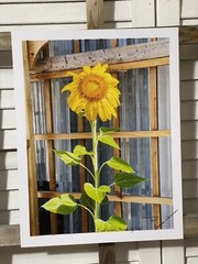 Landscape photograph- Sunflower Standing Tall 8.5×11