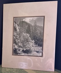 VTG Ansel Adams Authorized Reproduction 1980 Half Dome, Trees, Deer 8×10 NOS