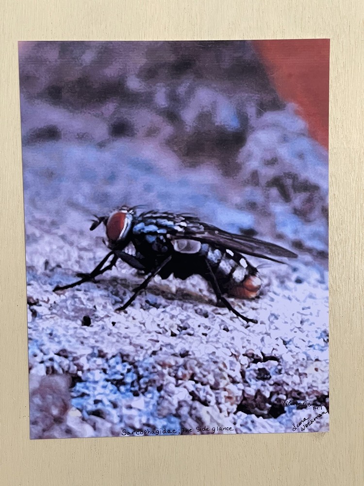 Insect wall Art photograph- Sarcophagidae; The Side Glance 8.5×11