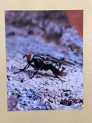 Insect wall Art photograph- Sarcophagidae; The Side Glance 8.5×11