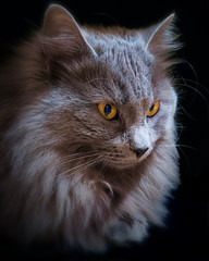 Nebelung Gray Cat Canvas Wall Art 16×20 Original Fine Art Portrait Photography