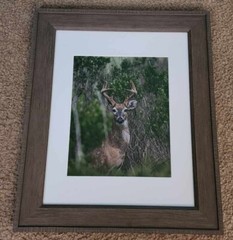Framed Photography Print – Deer in Florida – by Mike Urgo of Intellectual Nebula