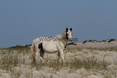 Assateague Island Nat’s Seashore Horse Photo 1, Pick One Image – Various Sizes