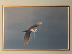 Flying Great Egret Bird Framed Picture 14.75 x 16.5”. Beautiful Piece.