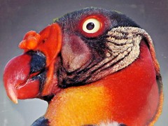 Parrot Nicaragua Color Photo 16″ x 20″ Bird Unique Fowl Animal Portrait Feather