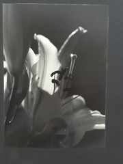 Original Signed Photos on Board Lot of 4 11 x 14 Black White Board Various
