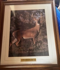 White Tail Buck By John Wagner