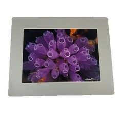Underwater Purple Tube Coral Sponge 8×10 Matted Photo In 11×14 Signed By Artist