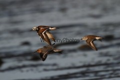 Red Knot Photo, Pick One Image – Various Sizes