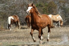 Chincoteague Pony Photo -Stallion – Ken – Pick One Image -Various Sizes