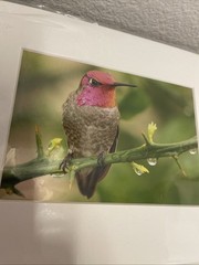 Brian Blackwelder Anna’s Hummingbirds Palm Springs 5×7 Photograph signed-New