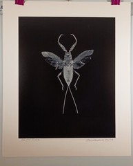 Original Large Format Black & White Photo Red Toe Biter by Charles Fendrock