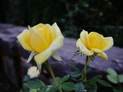 Print 11×14 Lustre Original Photo Photography Roses Beach Garden Art Nature D1