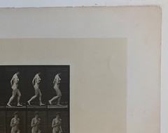 EADWEARD MUYBRIDGE authentic 1887 collotype ANIMAL LOCOMOTION PLATE 70 – lewitt