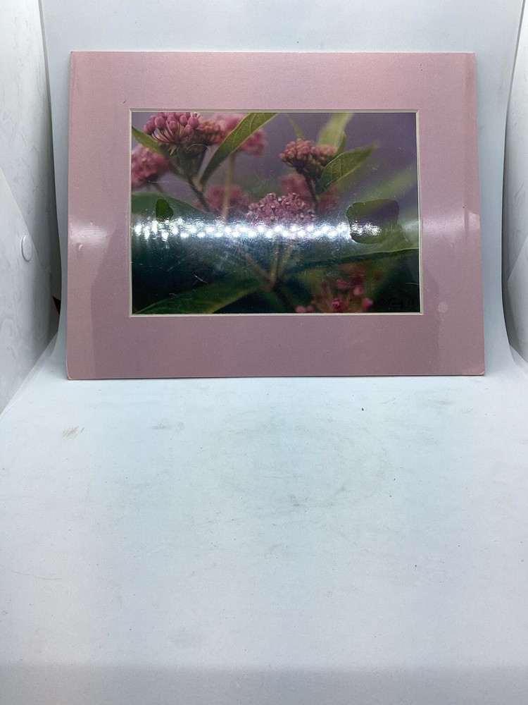 Original Color Photograph Of Swamp Milk Weed, 1994, Signed