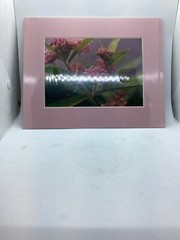 Original Color Photograph Of Swamp Milk Weed, 1994, Signed
