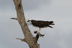 Osprey Photo 1, Pick One Image – Various Sizes