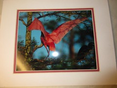 Beautiful Photograph Matted of a Roseate Spoon Bill, Louisiana, 7.5 x 10″