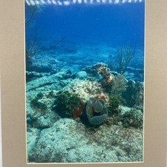 Matted Underwater Ocean Photo Print 11 X 14 Wall Art Gallery Decor