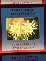 Kodachrome Red Border Lot Of 40 1950’s Still Life Flowers 35mm Color Slides