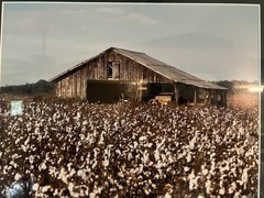 Framed Photograph Rustic Southern Barn In Cotton Field Grey Wooden Frame 21X18”