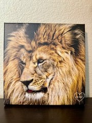 Gorgeous Canvas Photography Lion Profile 8×8