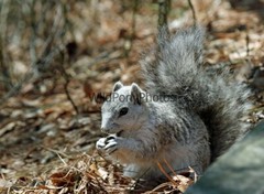 Delmarva Fox Squirrel Photo, Pick One Image – Various Sizes