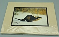 Otter Weasel Snow Winter Keith Szafranski Montana Photograph Picture Matte Photo