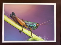Grasshopper Macro Photography Print 12×16 Moab Entrada Bright Rag Fine Art