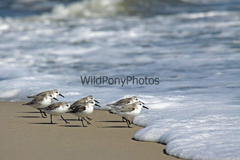 Peeps at Water’s Edge Photo – Various Sizes