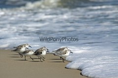 Peeps at Water’s Edge Photo – Various Sizes