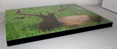 Bull Elk in Meadow «Velvet» 16″ x 20″ Mounted Wildlife Photo by Kim Barry