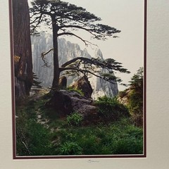 Signed Sherrill Photo Print «The Welcome Tree» Huangshan China Yellow Mountain