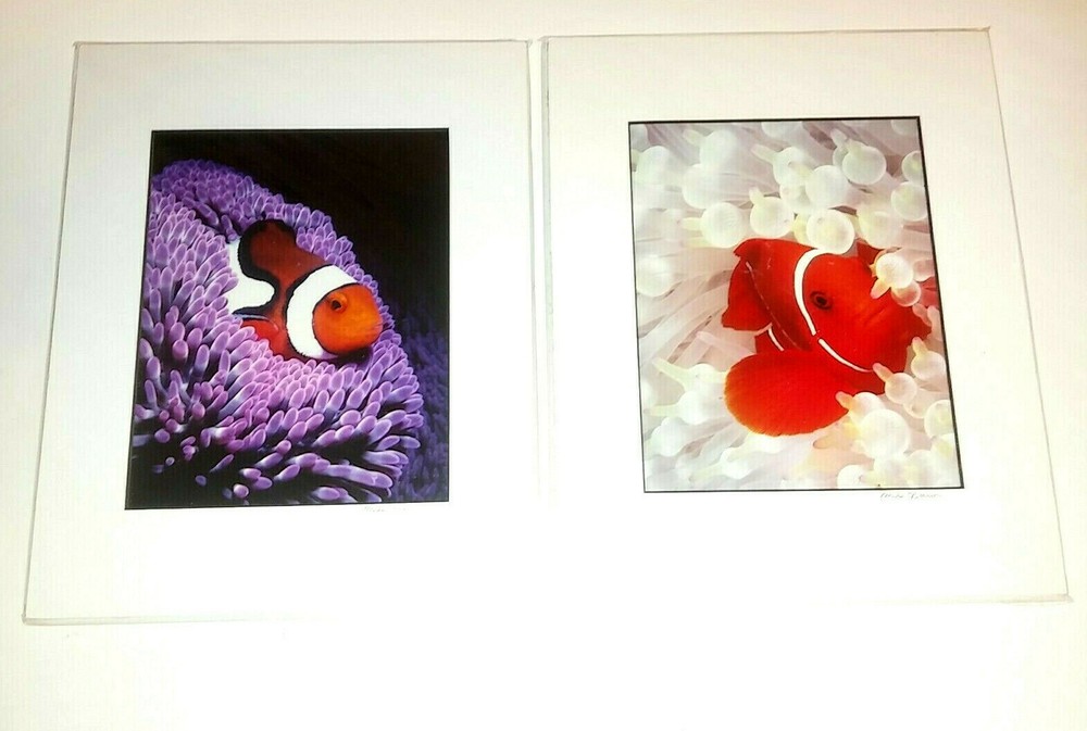 Clownfish Photographs By Mike Bacon, 5×7 In 8×10 Mat Pair